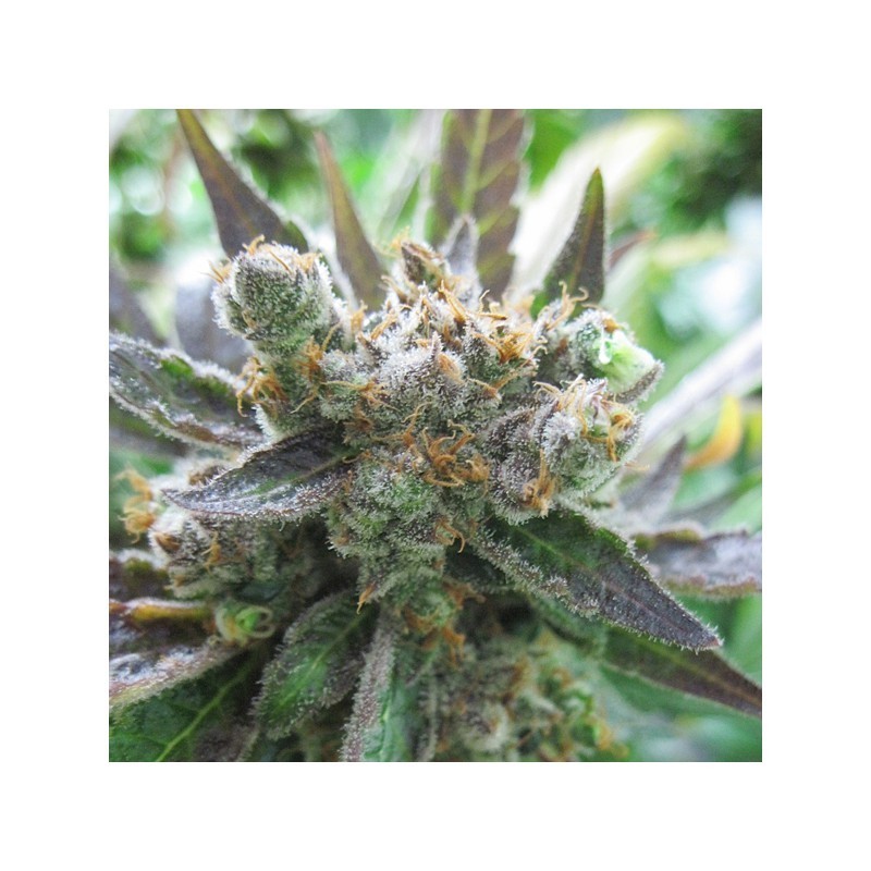 Master Kush