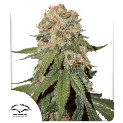 Orange Bud