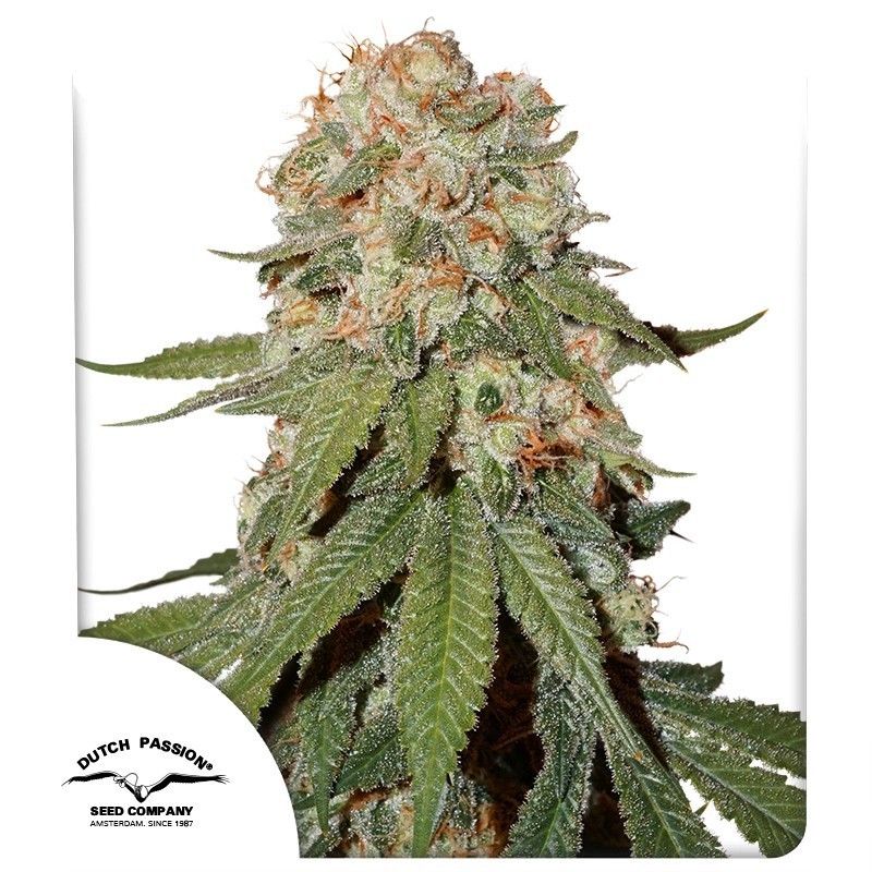 Orange Bud