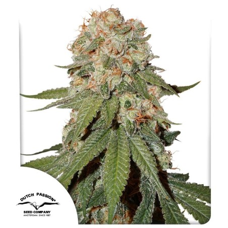 Orange Bud