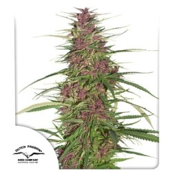 Purple numero 1
