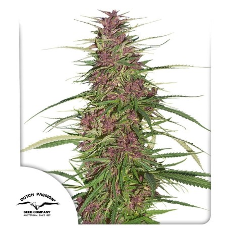 Purple numero 1