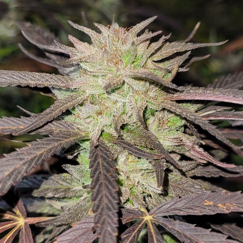 Purple numero 1