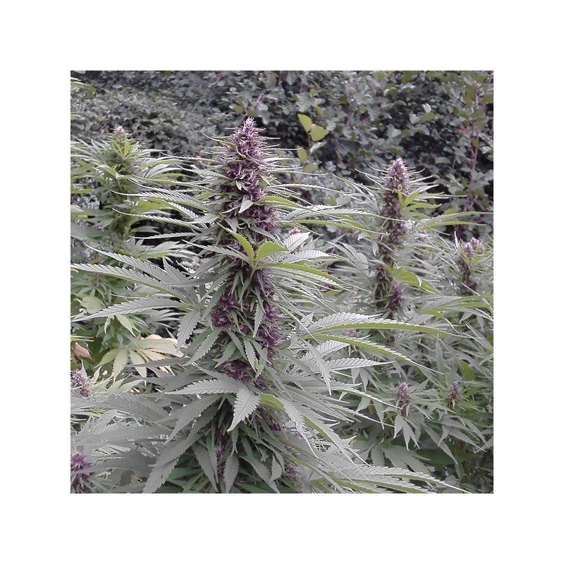 Purple numero 1
