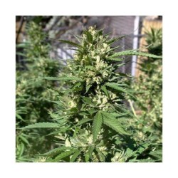 Skunk numero 11