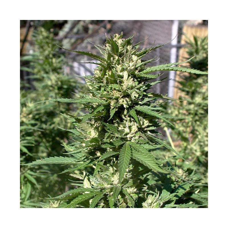 Skunk numero 11