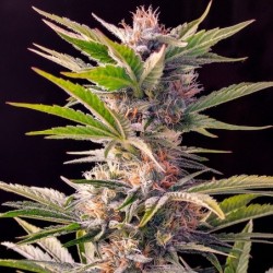 Skunk numero 11