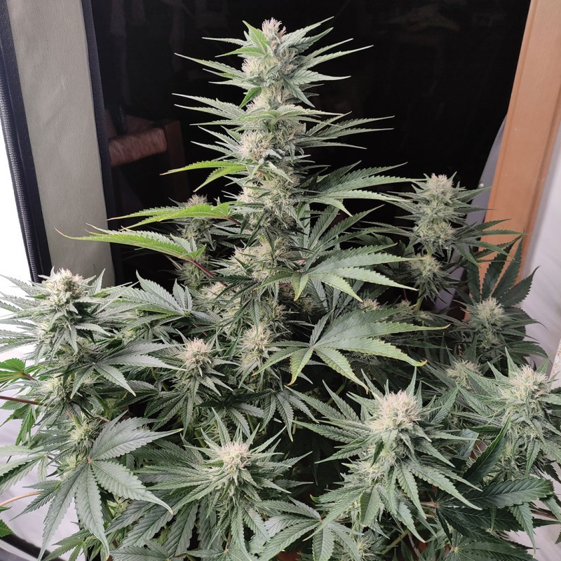 Skunk numero 11