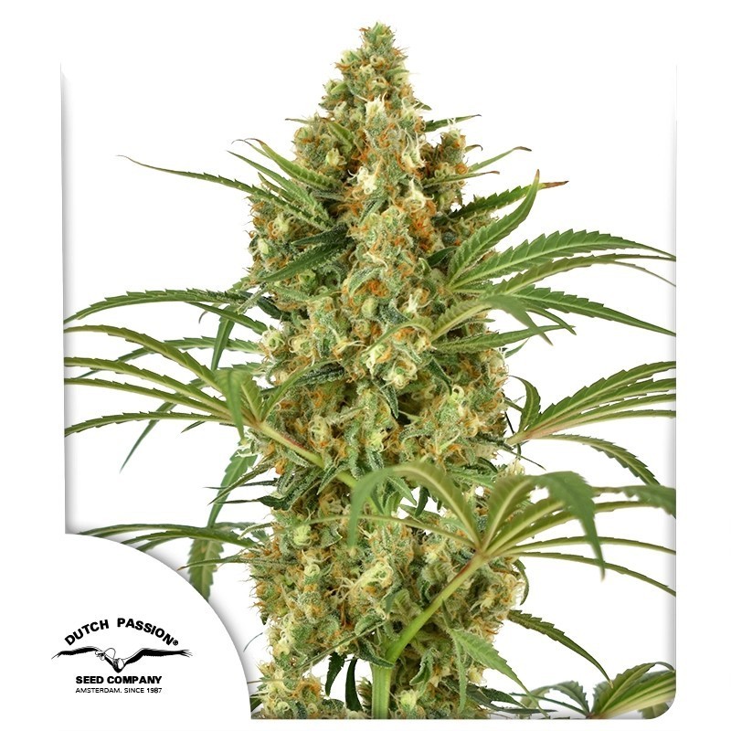 Snow Bud