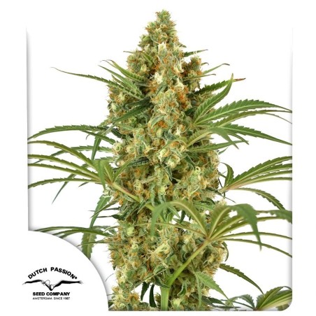 Snow Bud