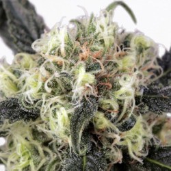 Snow Bud