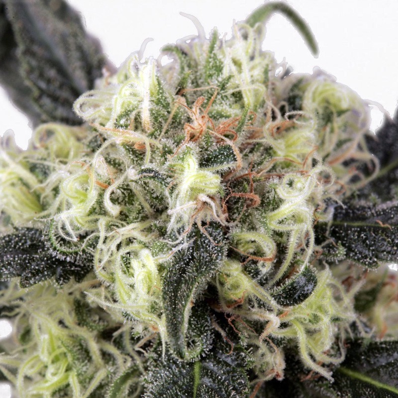 Snow Bud