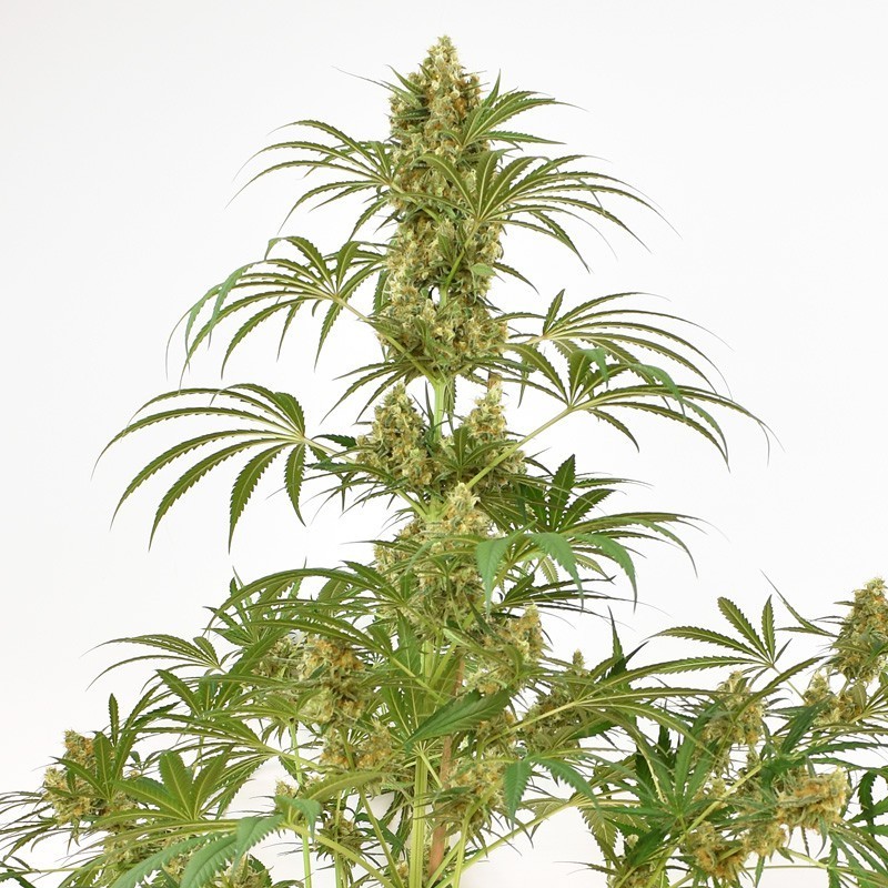Snow Bud