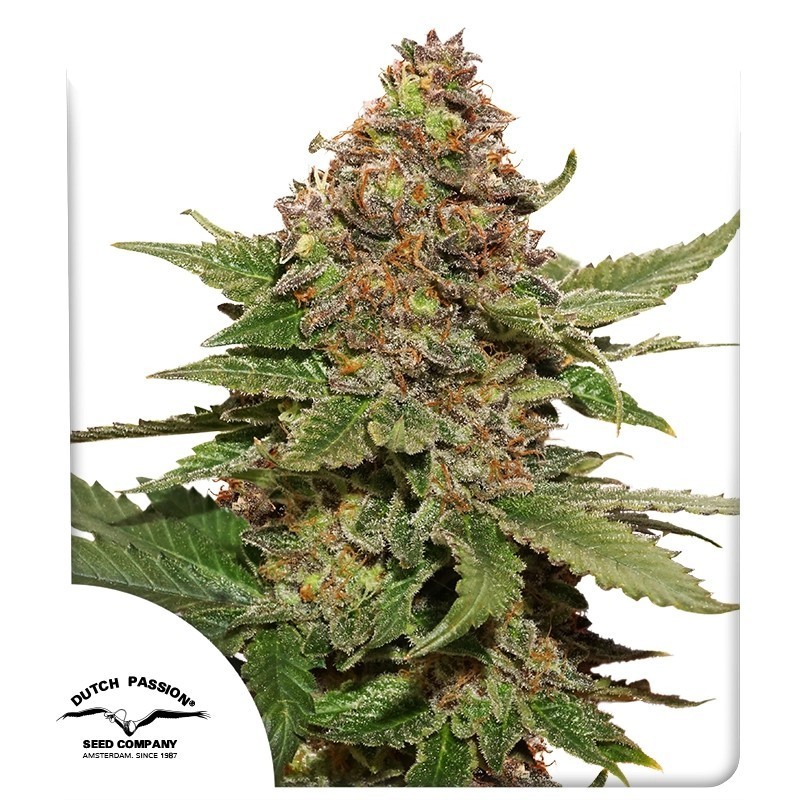 Strawberry Cough