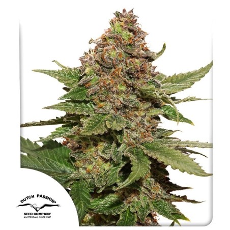 Strawberry Cough