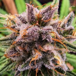 Strawberry Cough