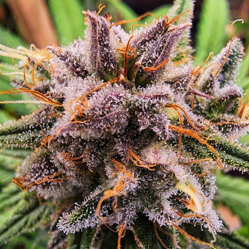 Strawberry Cough