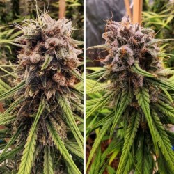 Strawberry Cough