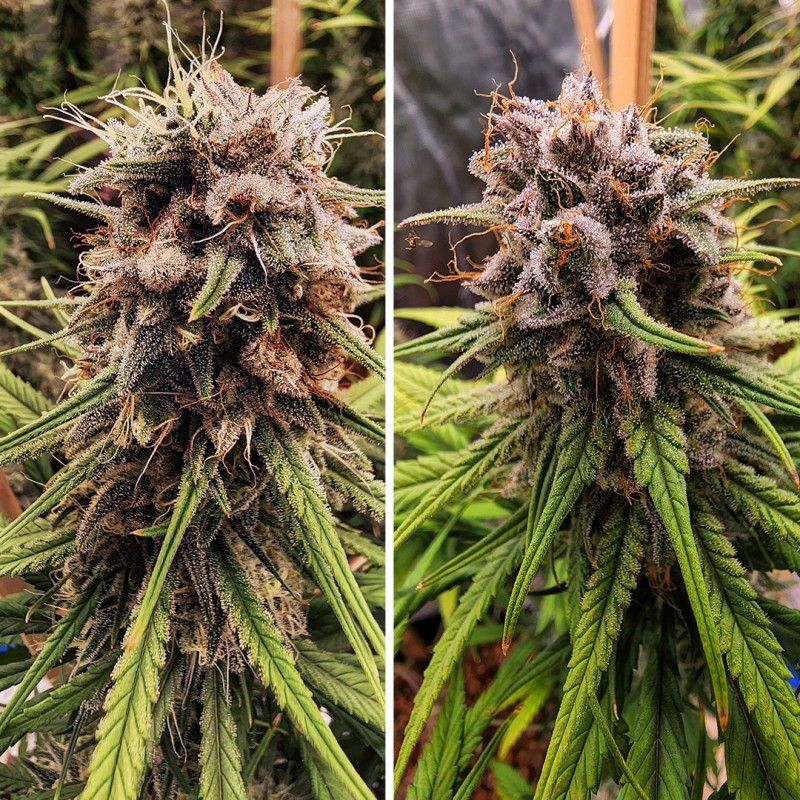 Strawberry Cough