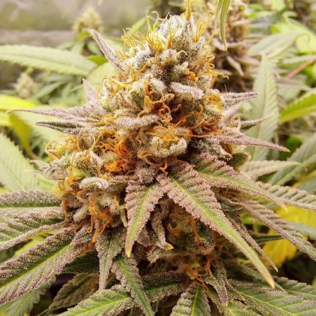 White Widow