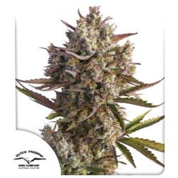 Blueberry Auto