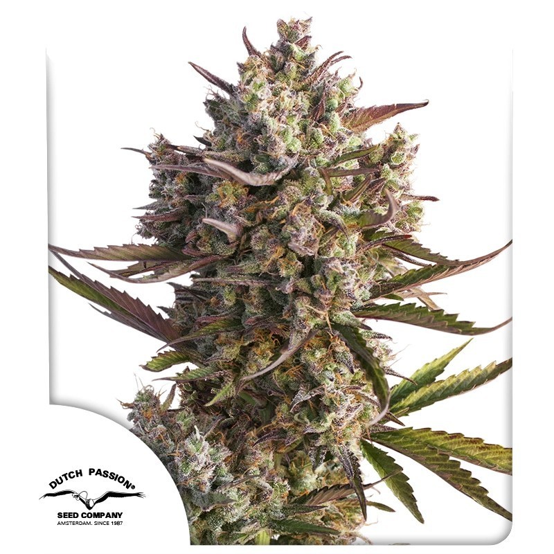 Blueberry Auto