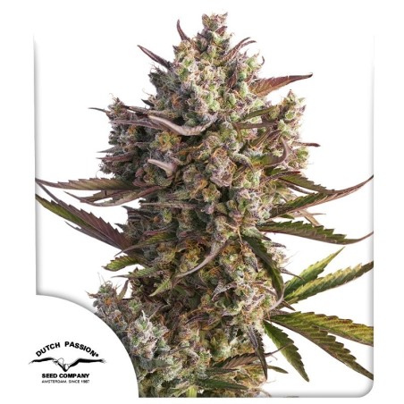 Blueberry Auto