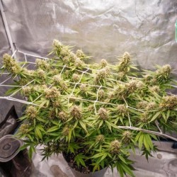 Blueberry Auto