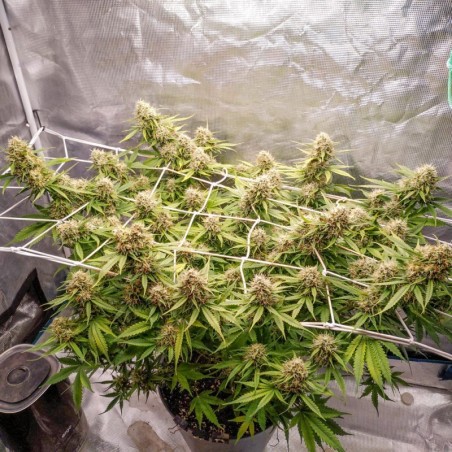 Blueberry Auto