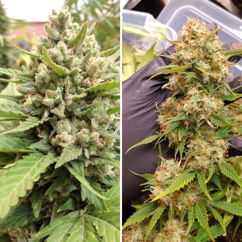 Blueberry Auto