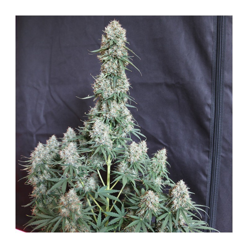 Blueberry Auto