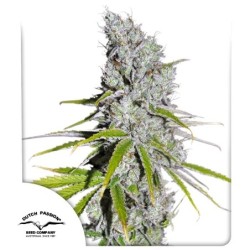 Skunk Haze CBD