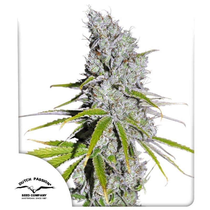 Skunk Haze CBD