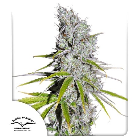 Skunk Haze CBD