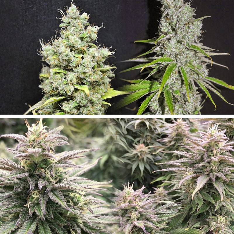 Skunk Haze CBD
