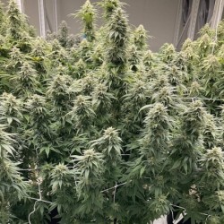 Skunk Haze CBD