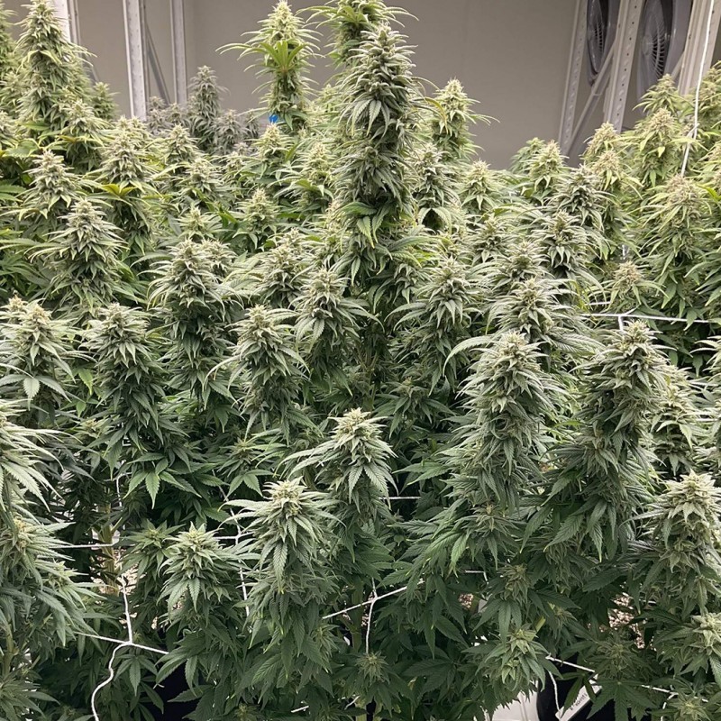 Skunk Haze CBD