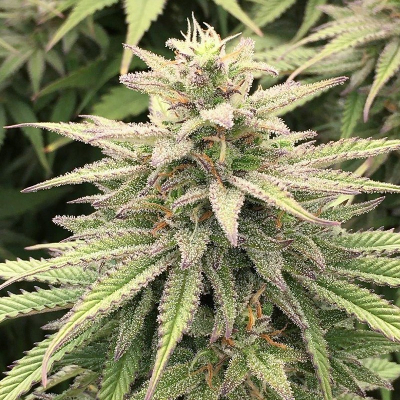 Skunk Haze CBD