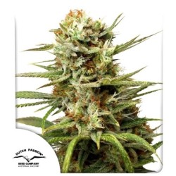 White Widow Auto