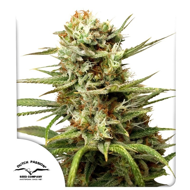 White Widow Auto