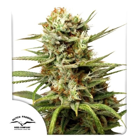 White Widow Auto