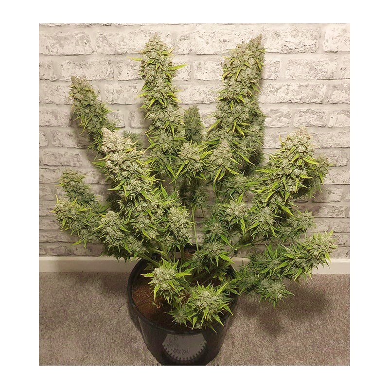 White Widow Auto