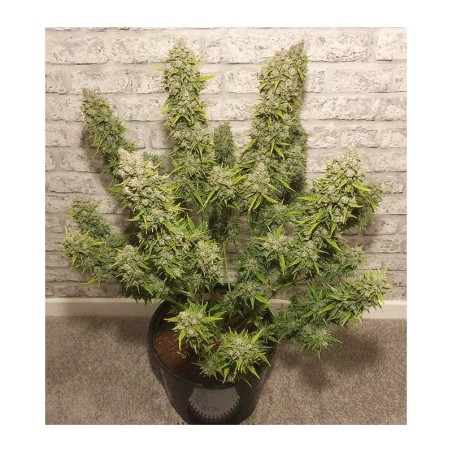 White Widow Auto