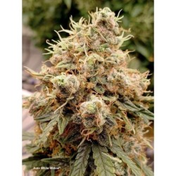 White Widow Auto