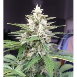 White Widow Auto