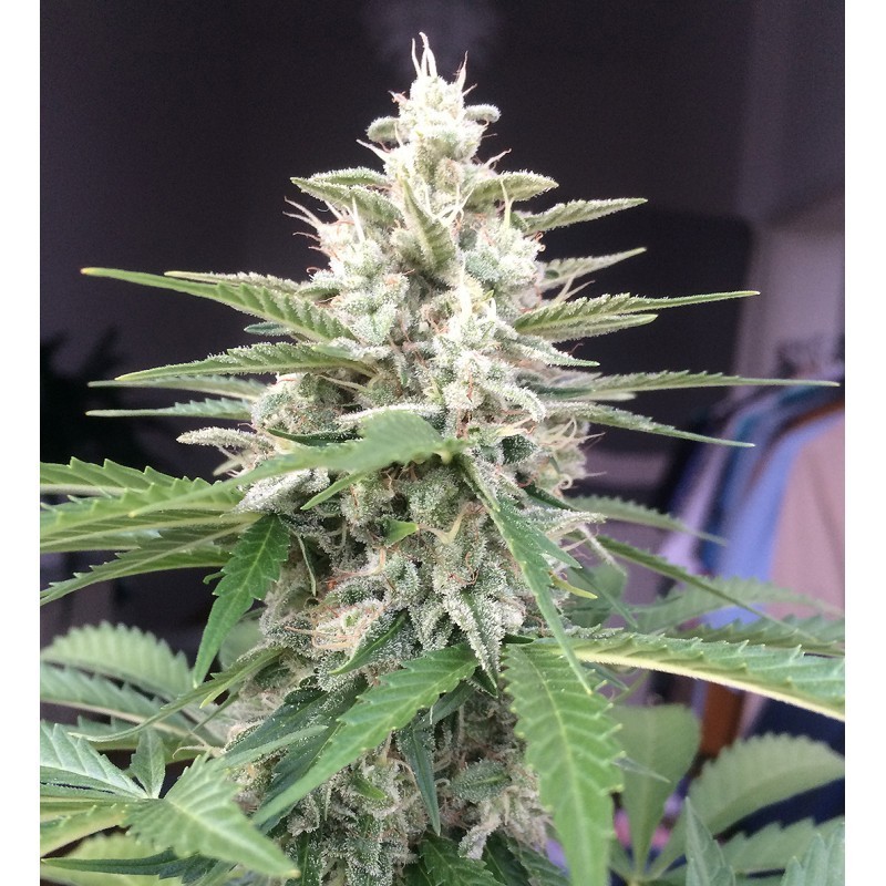 White Widow Auto