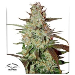 Blue Mazar Auto