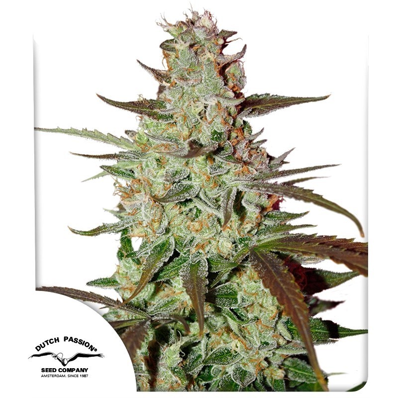 Blue Mazar Auto
