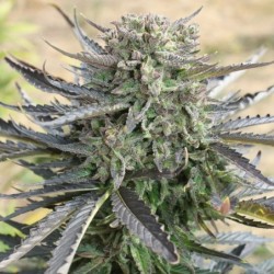 Blue Mazar Auto