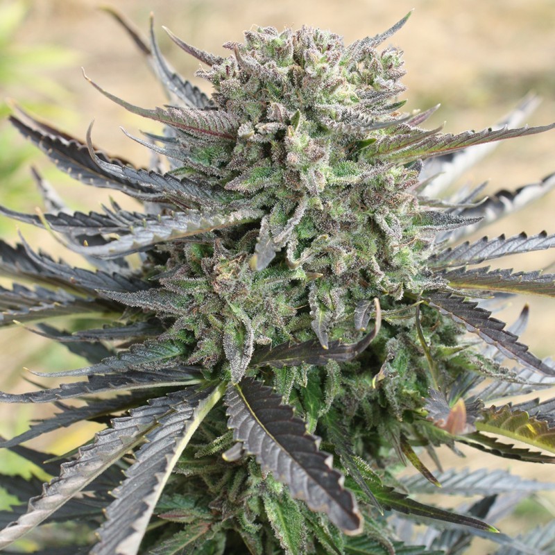 Blue Mazar Auto